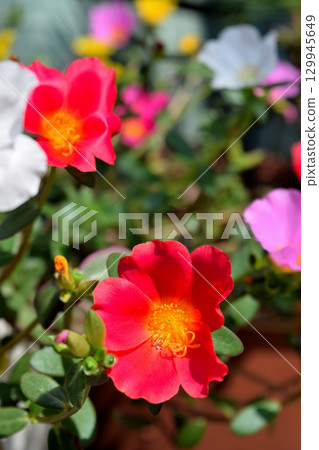 Portulaca 129945649