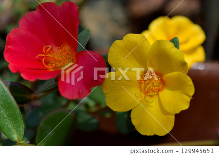Portulaca 129945651