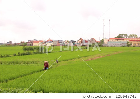 Rice fields in Vietnam. There are green rice fields in the field. Farmers work on them. In the background are villages and country roads Rice fields in Vietnam. There are green rice fields in the field. Farmers work on them. In the background are villages and country roads 129945742