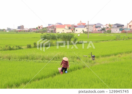 Rice fields in Vietnam. There are green rice fields in the field. Farmers work on them. In the background are villages and country roads Rice fields in Vietnam. There are green rice fields in the field. Farmers work on them. In the background are villages and country roads 129945745