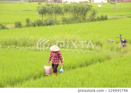 Rice fields in Vietnam. There are green rice fields in the field. Farmers work on them. In the background are villages and country roads Rice fields in Vietnam. There are green rice fields in the field. Farmers work on them. In the background are villages and country roads 129945746