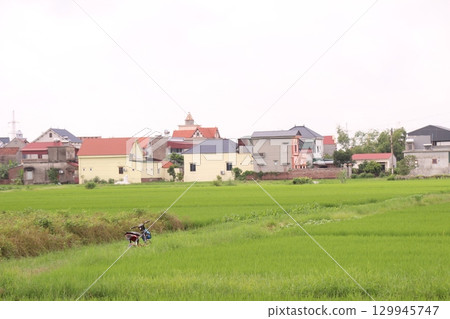 Rice fields in Vietnam. There are green rice fields in the field. Farmers work on them. In the background are villages and country roads 129945747