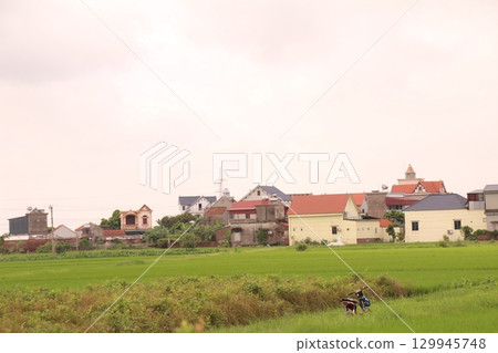 Rice fields in Vietnam. There are green rice fields in the field. Farmers work on them. In the background are villages and country roads Rice fields in Vietnam. There are green rice fields in the field. Farmers work on them. In the background are villages and country roads 129945748