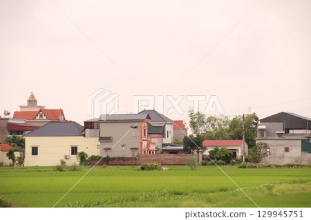Rice fields in Vietnam. There are green rice fields in the field. Farmers work on them. In the background are villages and country roads Rice fields in Vietnam. There are green rice fields in the field. Farmers work on them. In the background are villages and country roads 129945751