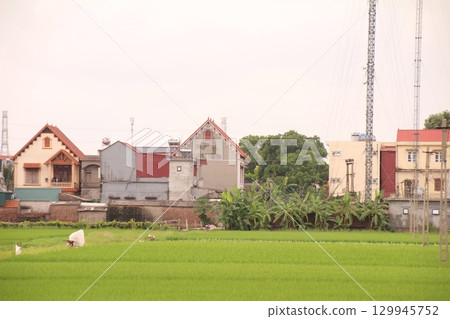 Rice fields in Vietnam. There are green rice fields in the field. Farmers work on them. In the background are villages and country roads Rice fields in Vietnam. There are green rice fields in the field. Farmers work on them. In the background are villages and country roads 129945752
