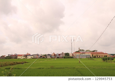 Rice fields in Vietnam. There are green rice fields in the field. Farmers work on them. In the background are villages and country roads 129945753