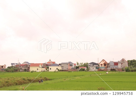 Rice fields in Vietnam. There are green rice fields in the field. Farmers work on them. In the background are villages and country roads 129945758