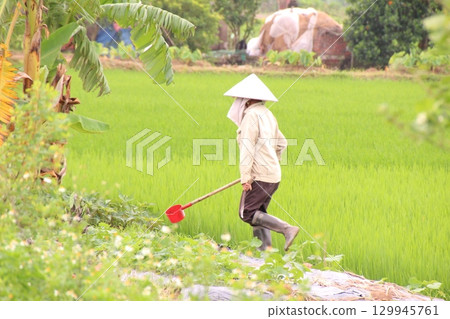 Rice fields in Vietnam. There are green rice fields in the field. Farmers work on them. In the background are villages and country roads 129945761