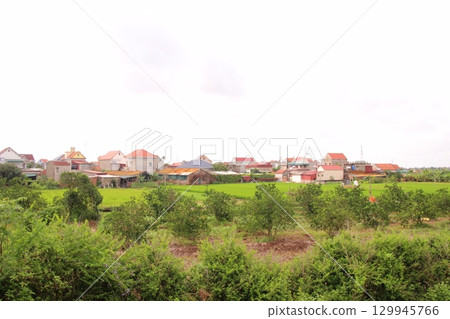 Rice fields in Vietnam. There are green rice fields in the field. Farmers work on them. In the background are villages and country roads Rice fields in Vietnam. There are green rice fields in the field. Farmers work on them. In the background are villages and country roads 129945766