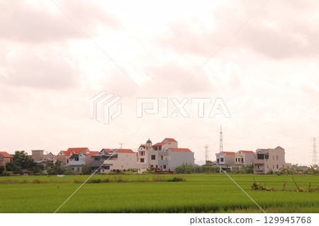 Rice fields in Vietnam. There are green rice fields in the field. Farmers work on them. In the background are villages and country roads Rice fields in Vietnam. There are green rice fields in the field. Farmers work on them. In the background are villages and country roads 129945768