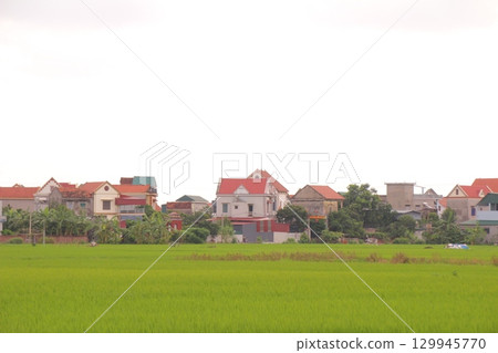 Rice fields in Vietnam. There are green rice fields in the field. Farmers work on them. In the background are villages and country roads Rice fields in Vietnam. There are green rice fields in the field. Farmers work on them. In the background are villages and country roads 129945770