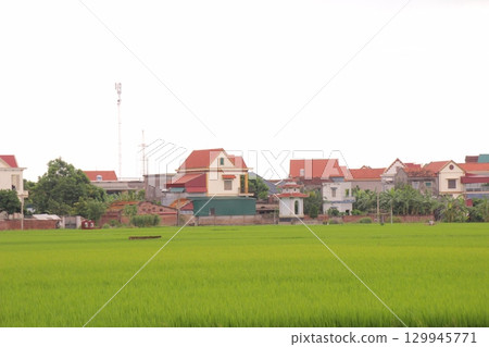 Rice fields in Vietnam. There are green rice fields in the field. Farmers work on them. In the background are villages and country roads Rice fields in Vietnam. There are green rice fields in the field. Farmers work on them. In the background are villages and country roads 129945771