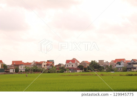 Rice fields in Vietnam. There are green rice fields in the field. Farmers work on them. In the background are villages and country roads 129945775