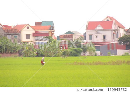 Rice fields in Vietnam. There are green rice fields in the field. Farmers work on them. In the background are villages and country roads 129945782