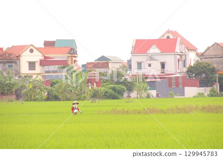 Rice fields in Vietnam. There are green rice fields in the field. Farmers work on them. In the background are villages and country roads Rice fields in Vietnam. There are green rice fields in the field. Farmers work on them. In the background are villages and country roads 129945783