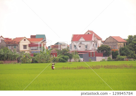 Rice fields in Vietnam. There are green rice fields in the field. Farmers work on them. In the background are villages and country roads Rice fields in Vietnam. There are green rice fields in the field. Farmers work on them. In the background are villages and country roads 129945784