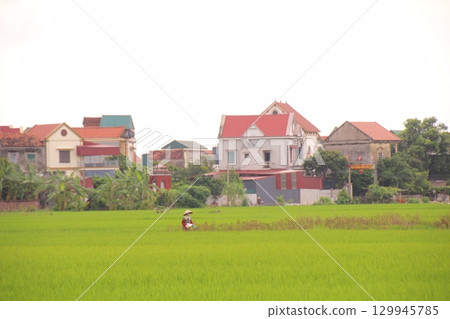 Rice fields in Vietnam. There are green rice fields in the field. Farmers work on them. In the background are villages and country roads 129945785
