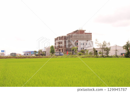 Rice fields in Vietnam. There are green rice fields in the field. Farmers work on them. In the background are villages and country roads Rice fields in Vietnam. There are green rice fields in the field. Farmers work on them. In the background are villages and country roads 129945787
