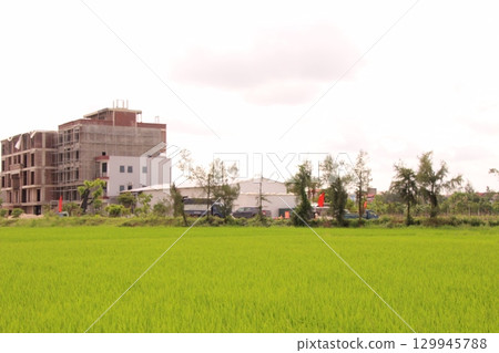 Rice fields in Vietnam. There are green rice fields in the field. Farmers work on them. In the background are villages and country roads Rice fields in Vietnam. There are green rice fields in the field. Farmers work on them. In the background are villages and country roads 129945788