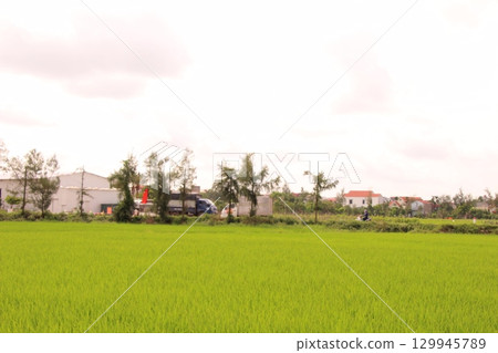 Rice fields in Vietnam. There are green rice fields in the field. Farmers work on them. In the background are villages and country roads Rice fields in Vietnam. There are green rice fields in the field. Farmers work on them. In the background are villages and country roads 129945789