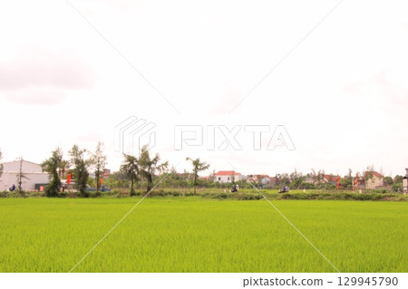 Rice fields in Vietnam. There are green rice fields in the field. Farmers work on them. In the background are villages and country roads 129945790