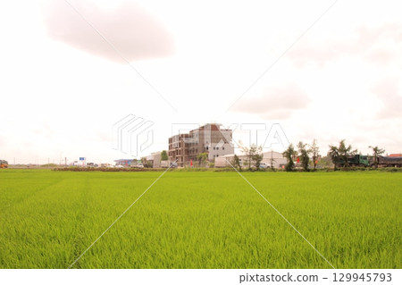 Rice fields in Vietnam. There are green rice fields in the field. Farmers work on them. In the background are villages and country roads Rice fields in Vietnam. There are green rice fields in the field. Farmers work on them. In the background are villages and country roads 129945793