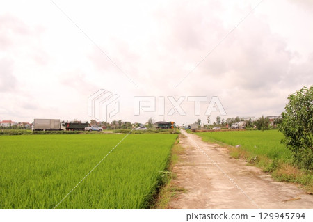 Rice fields in Vietnam. There are green rice fields in the field. Farmers work on them. In the background are villages and country roads 129945794