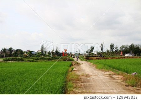 Rice fields in Vietnam. There are green rice fields in the field. Farmers work on them. In the background are villages and country roads Rice fields in Vietnam. There are green rice fields in the field. Farmers work on them. In the background are villages and country roads 129945812