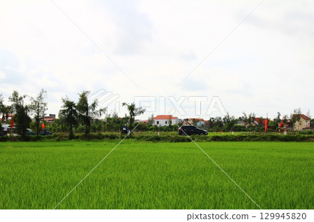 Rice fields in Vietnam. There are green rice fields in the field. Farmers work on them. In the background are villages and country roads Rice fields in Vietnam. There are green rice fields in the field. Farmers work on them. In the background are villages and country roads 129945820