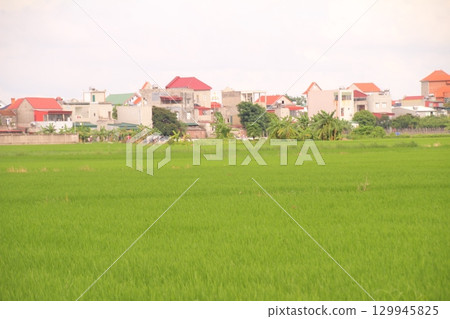Rice fields in Vietnam. There are green rice fields in the field. Farmers work on them. In the background are villages and country roads Rice fields in Vietnam. There are green rice fields in the field. Farmers work on them. In the background are villages and country roads 129945825