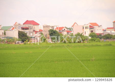 Rice fields in Vietnam. There are green rice fields in the field. Farmers work on them. In the background are villages and country roads Rice fields in Vietnam. There are green rice fields in the field. Farmers work on them. In the background are villages and country roads 129945826