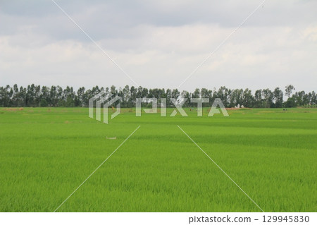 Rice fields in Vietnam. There are green rice fields in the field. Farmers work on them. In the background are villages and country roads Rice fields in Vietnam. There are green rice fields in the field. Farmers work on them. In the background are villages and country roads 129945830