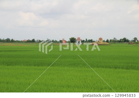 Rice fields in Vietnam. There are green rice fields in the field. Farmers work on them. In the background are villages and country roads Rice fields in Vietnam. There are green rice fields in the field. Farmers work on them. In the background are villages and country roads 129945833