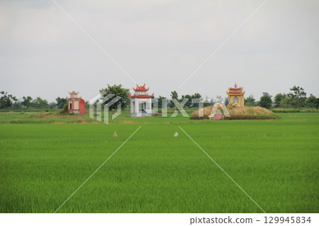 Rice fields in Vietnam. There are green rice fields in the field. Farmers work on them. In the background are villages and country roads Rice fields in Vietnam. There are green rice fields in the field. Farmers work on them. In the background are villages and country roads 129945834