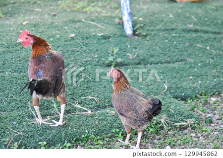 cock ,chicken or hen on the ground cock ,chicken or hen on the ground 129945862
