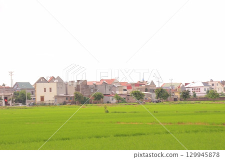 Rice fields in Vietnam. There are green rice fields in the field. Farmers work on them. In the background are villages and country roads 129945878