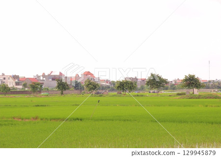 Rice fields in Vietnam. There are green rice fields in the field. Farmers work on them. In the background are villages and country roads 129945879