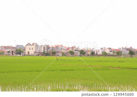 Rice fields in Vietnam. There are green rice fields in the field. Farmers work on them. In the background are villages and country roads 129945880