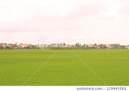 Rice fields in Vietnam. There are green rice fields in the field. Farmers work on them. In the background are villages and country roads 129945889