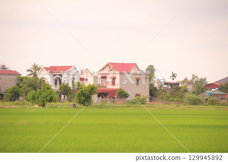 Rice fields in Vietnam. There are green rice fields in the field. Farmers work on them. In the background are villages and country roads 129945892
