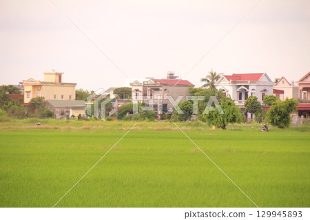 Rice fields in Vietnam. There are green rice fields in the field. Farmers work on them. In the background are villages and country roads Rice fields in Vietnam. There are green rice fields in the field. Farmers work on them. In the background are villages and country roads 129945893