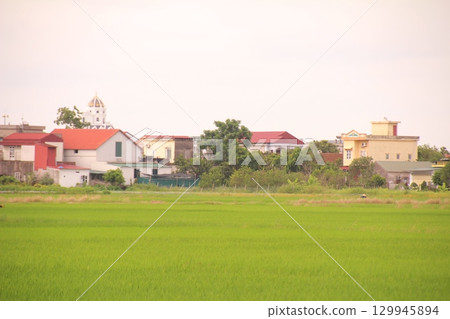 Rice fields in Vietnam. There are green rice fields in the field. Farmers work on them. In the background are villages and country roads Rice fields in Vietnam. There are green rice fields in the field. Farmers work on them. In the background are villages and country roads 129945894