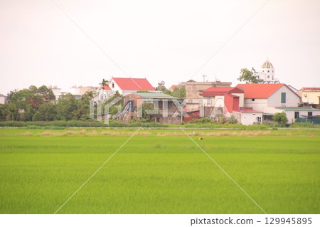 Rice fields in Vietnam. There are green rice fields in the field. Farmers work on them. In the background are villages and country roads Rice fields in Vietnam. There are green rice fields in the field. Farmers work on them. In the background are villages and country roads 129945895