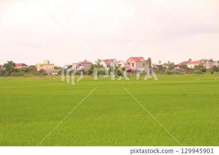 Rice fields in Vietnam. There are green rice fields in the field. Farmers work on them. In the background are villages and country roads 129945901