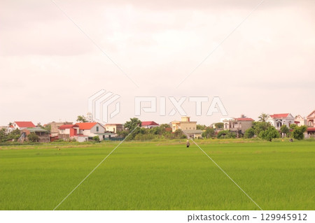 Rice fields in Vietnam. There are green rice fields in the field. Farmers work on them. In the background are villages and country roads 129945912