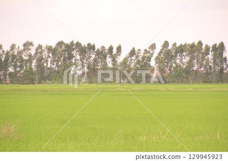 Rice fields in Vietnam. There are green rice fields in the field. Farmers work on them. In the background are villages and country roads Rice fields in Vietnam. There are green rice fields in the field. Farmers work on them. In the background are villages and country roads 129945923