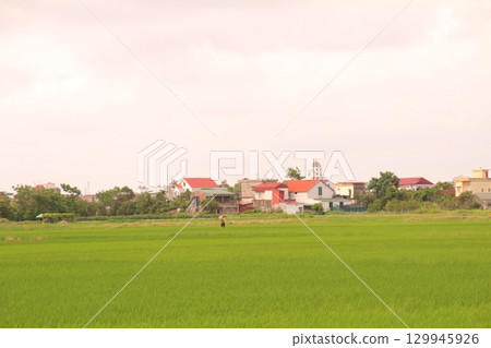 Rice fields in Vietnam. There are green rice fields in the field. Farmers work on them. In the background are villages and country roads 129945926