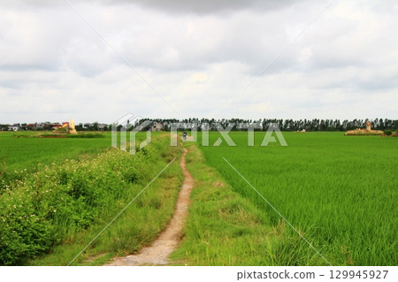 Rice fields in Vietnam. There are green rice fields in the field. Farmers work on them. In the background are villages and country roads 129945927