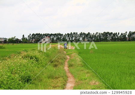 Rice fields in Vietnam. There are green rice fields in the field. Farmers work on them. In the background are villages and country roads 129945928