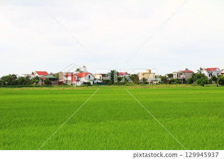 Rice fields in Vietnam. There are green rice fields in the field. Farmers work on them. In the background are villages and country roads 129945937